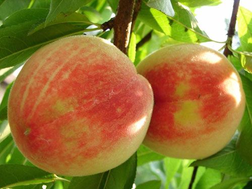 简述桃树苗种植效益提高的方法